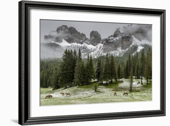 Horses Grazing in the Meadow Blanketed in Summer Snow, Dolomites, Alto Adige or South Tyrol, Italy-Stefano Politi Markovina-Framed Photographic Print