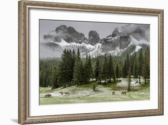 Horses Grazing in the Meadow Blanketed in Summer Snow, Dolomites, Alto Adige or South Tyrol, Italy-Stefano Politi Markovina-Framed Photographic Print