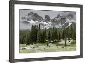 Horses Grazing in the Meadow Blanketed in Summer Snow, Dolomites, Alto Adige or South Tyrol, Italy-Stefano Politi Markovina-Framed Photographic Print