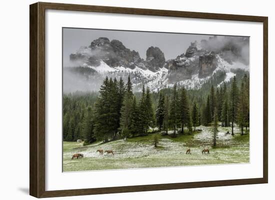 Horses Grazing in the Meadow Blanketed in Summer Snow, Dolomites, Alto Adige or South Tyrol, Italy-Stefano Politi Markovina-Framed Photographic Print