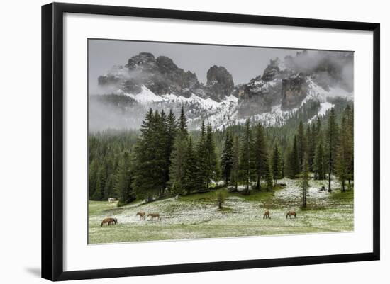 Horses Grazing in the Meadow Blanketed in Summer Snow, Dolomites, Alto Adige or South Tyrol, Italy-Stefano Politi Markovina-Framed Photographic Print