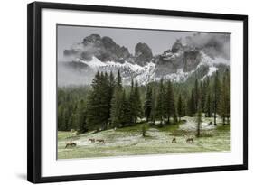 Horses Grazing in the Meadow Blanketed in Summer Snow, Dolomites, Alto Adige or South Tyrol, Italy-Stefano Politi Markovina-Framed Photographic Print