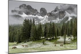 Horses Grazing in the Meadow Blanketed in Summer Snow, Dolomites, Alto Adige or South Tyrol, Italy-Stefano Politi Markovina-Mounted Photographic Print