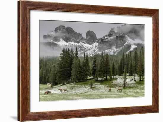 Horses Grazing in the Meadow Blanketed in Summer Snow, Dolomites, Alto Adige or South Tyrol, Italy-Stefano Politi Markovina-Framed Photographic Print