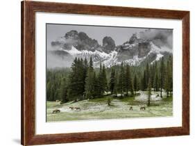 Horses Grazing in the Meadow Blanketed in Summer Snow, Dolomites, Alto Adige or South Tyrol, Italy-Stefano Politi Markovina-Framed Photographic Print