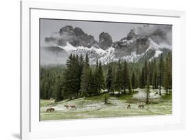 Horses Grazing in the Meadow Blanketed in Summer Snow, Dolomites, Alto Adige or South Tyrol, Italy-Stefano Politi Markovina-Framed Photographic Print