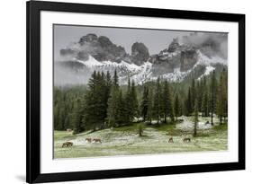 Horses Grazing in the Meadow Blanketed in Summer Snow, Dolomites, Alto Adige or South Tyrol, Italy-Stefano Politi Markovina-Framed Photographic Print