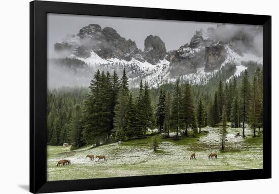 Horses Grazing in the Meadow Blanketed in Summer Snow, Dolomites, Alto Adige or South Tyrol, Italy-Stefano Politi Markovina-Framed Photographic Print