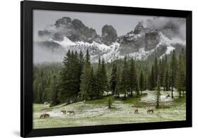 Horses Grazing in the Meadow Blanketed in Summer Snow, Dolomites, Alto Adige or South Tyrol, Italy-Stefano Politi Markovina-Framed Photographic Print