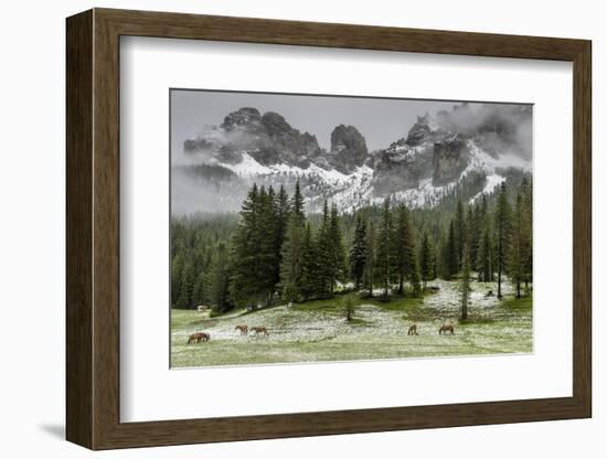 Horses Grazing in the Meadow Blanketed in Summer Snow, Dolomites, Alto Adige or South Tyrol, Italy-Stefano Politi Markovina-Framed Photographic Print