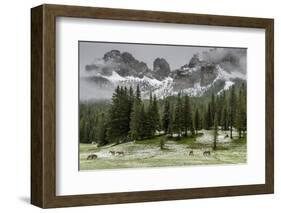 Horses Grazing in the Meadow Blanketed in Summer Snow, Dolomites, Alto Adige or South Tyrol, Italy-Stefano Politi Markovina-Framed Photographic Print