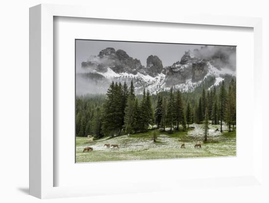 Horses Grazing in the Meadow Blanketed in Summer Snow, Dolomites, Alto Adige or South Tyrol, Italy-Stefano Politi Markovina-Framed Photographic Print