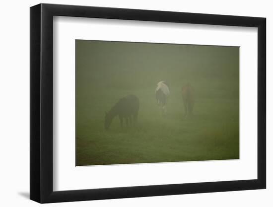 Horses Grazing In The Mist-Steve Gadomski-Framed Photographic Print
