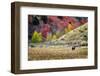 Horses Grazing in Valley of Autumn Aspen and Maple Trees-eric1513-Framed Photographic Print