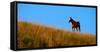 Horses Grazing on Hillside with Blue Sky and Clouds-eric1513-Framed Stretched Canvas