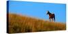 Horses Grazing on Hillside with Blue Sky and Clouds-eric1513-Stretched Canvas