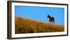 Horses Grazing on Hillside with Blue Sky and Clouds-eric1513-Framed Photographic Print