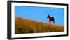Horses Grazing on Hillside with Blue Sky and Clouds-eric1513-Framed Photographic Print