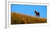 Horses Grazing on Hillside with Blue Sky and Clouds-eric1513-Framed Photographic Print