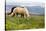 Horses Grazing on Open Pastures in Iceland-George Oze-Stretched Canvas