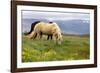 Horses Grazing on Open Pastures in Iceland-George Oze-Framed Photographic Print