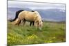 Horses Grazing on Open Pastures in Iceland-George Oze-Mounted Photographic Print