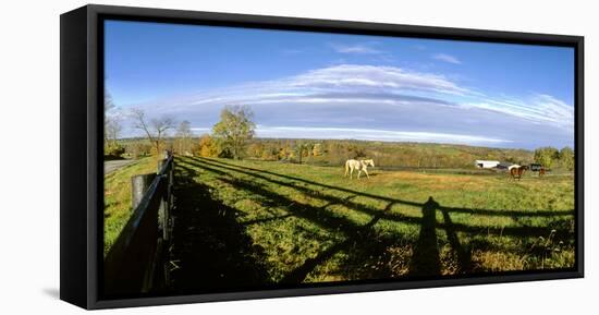 Horses grazing on paddock at horse farm, Lexington, Kentucky, USA-Panoramic Images-Framed Stretched Canvas