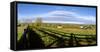 Horses grazing on paddock at horse farm, Lexington, Kentucky, USA-Panoramic Images-Framed Stretched Canvas