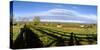 Horses grazing on paddock at horse farm, Lexington, Kentucky, USA-Panoramic Images-Stretched Canvas