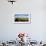 Horses grazing on paddock at horse farm, Lexington, Kentucky, USA-Panoramic Images-Framed Photographic Print displayed on a wall