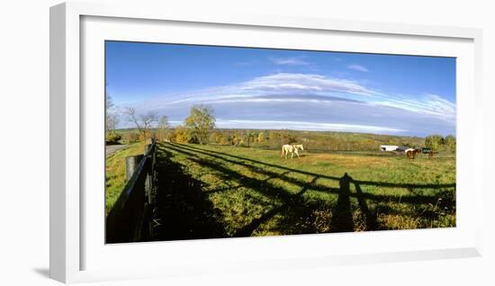 Horses grazing on paddock at horse farm, Lexington, Kentucky, USA-Panoramic Images-Framed Photographic Print