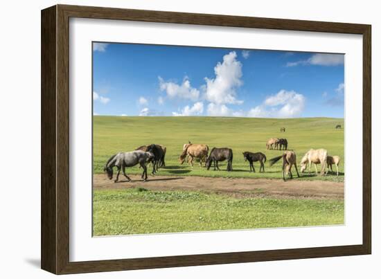 Horses grazing on the Mongolian steppe, South Hangay, Mongolia, Central Asia, Asia-Francesco Vaninetti-Framed Photographic Print