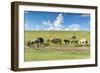 Horses grazing on the Mongolian steppe, South Hangay, Mongolia, Central Asia, Asia-Francesco Vaninetti-Framed Photographic Print