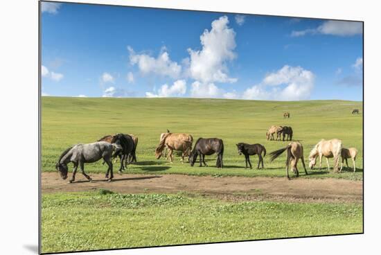 Horses grazing on the Mongolian steppe, South Hangay, Mongolia, Central Asia, Asia-Francesco Vaninetti-Mounted Photographic Print