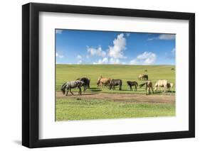 Horses grazing on the Mongolian steppe, South Hangay, Mongolia, Central Asia, Asia-Francesco Vaninetti-Framed Photographic Print