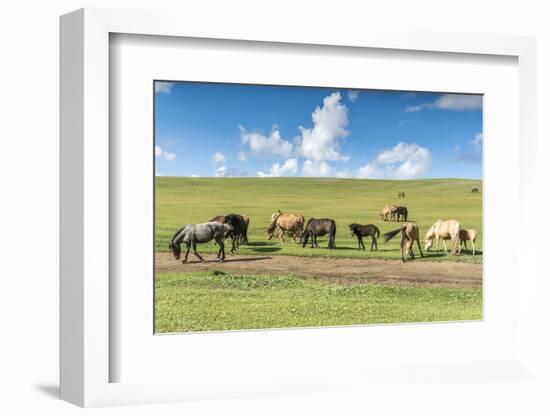 Horses grazing on the Mongolian steppe, South Hangay, Mongolia, Central Asia, Asia-Francesco Vaninetti-Framed Photographic Print