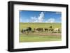 Horses grazing on the Mongolian steppe, South Hangay, Mongolia, Central Asia, Asia-Francesco Vaninetti-Framed Premium Photographic Print