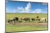 Horses grazing on the Mongolian steppe, South Hangay, Mongolia, Central Asia, Asia-Francesco Vaninetti-Mounted Premium Photographic Print