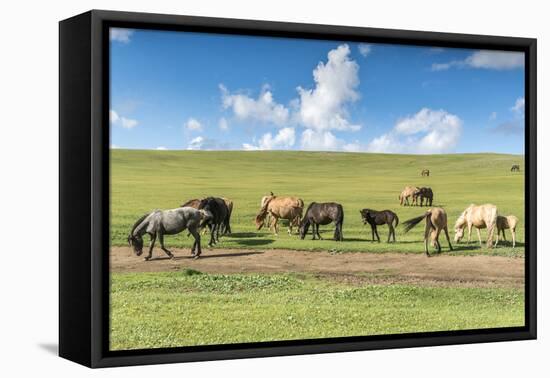 Horses grazing on the Mongolian steppe, South Hangay, Mongolia, Central Asia, Asia-Francesco Vaninetti-Framed Stretched Canvas