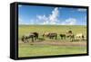 Horses grazing on the Mongolian steppe, South Hangay, Mongolia, Central Asia, Asia-Francesco Vaninetti-Framed Stretched Canvas