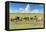 Horses grazing on the Mongolian steppe, South Hangay, Mongolia, Central Asia, Asia-Francesco Vaninetti-Framed Stretched Canvas