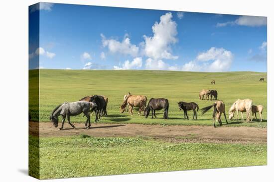 Horses grazing on the Mongolian steppe, South Hangay, Mongolia, Central Asia, Asia-Francesco Vaninetti-Stretched Canvas