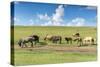 Horses grazing on the Mongolian steppe, South Hangay, Mongolia, Central Asia, Asia-Francesco Vaninetti-Stretched Canvas