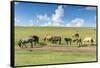 Horses grazing on the Mongolian steppe, South Hangay, Mongolia, Central Asia, Asia-Francesco Vaninetti-Framed Stretched Canvas