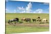Horses grazing on the Mongolian steppe, South Hangay, Mongolia, Central Asia, Asia-Francesco Vaninetti-Stretched Canvas