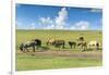 Horses grazing on the Mongolian steppe, South Hangay, Mongolia, Central Asia, Asia-Francesco Vaninetti-Framed Photographic Print