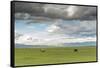 Horses grazing on the Mongolian steppe under a cloudy sky, South Hangay, Mongolia, Central Asia, As-Francesco Vaninetti-Framed Stretched Canvas