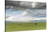 Horses grazing on the Mongolian steppe under a cloudy sky, South Hangay, Mongolia, Central Asia, As-Francesco Vaninetti-Stretched Canvas