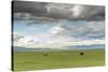 Horses grazing on the Mongolian steppe under a cloudy sky, South Hangay, Mongolia, Central Asia, As-Francesco Vaninetti-Stretched Canvas