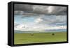 Horses grazing on the Mongolian steppe under a cloudy sky, South Hangay, Mongolia, Central Asia, As-Francesco Vaninetti-Framed Stretched Canvas